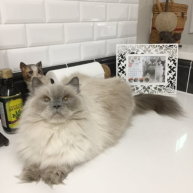 yuchiさんの実例写真