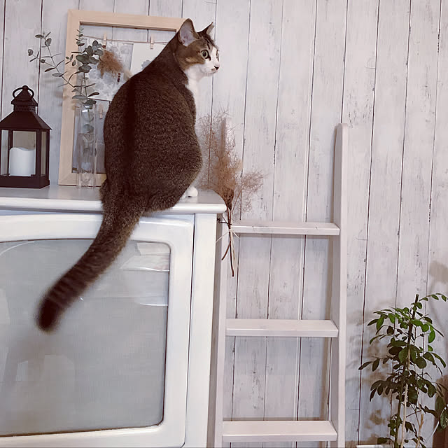 nekomiさんの実例写真