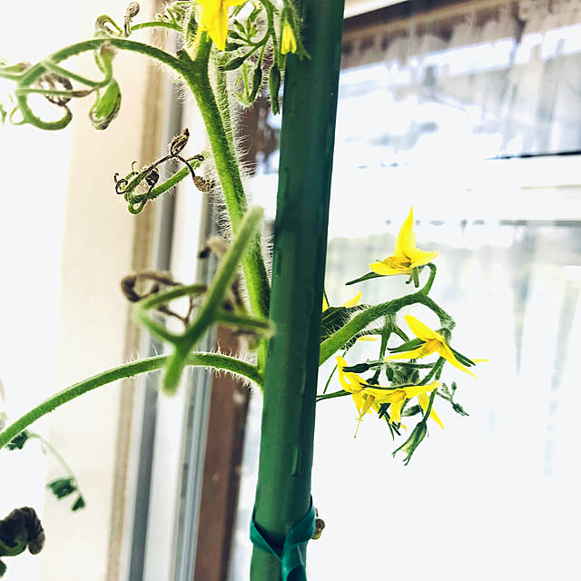 hanachanさんの部屋
