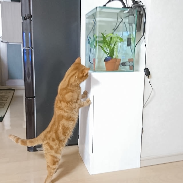nekomajinさんの実例写真