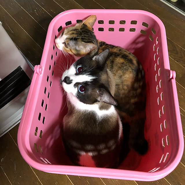 vivienne.coco-keiさんの実例写真