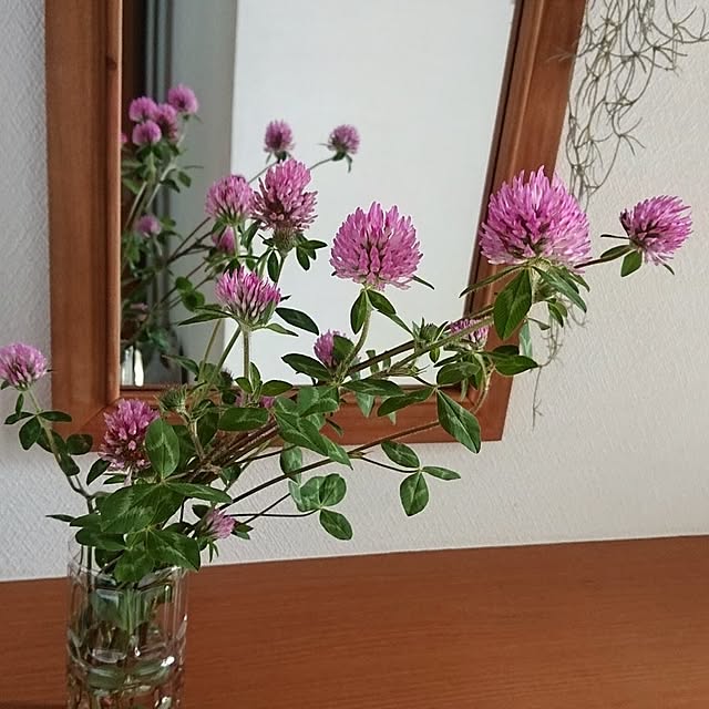Mi-koさんの実例写真