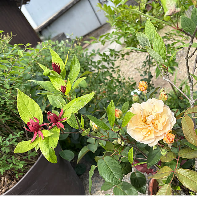 cotaさんの部屋