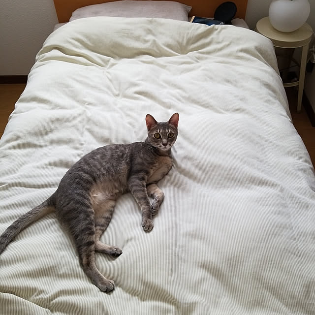 yukiさんの実例写真