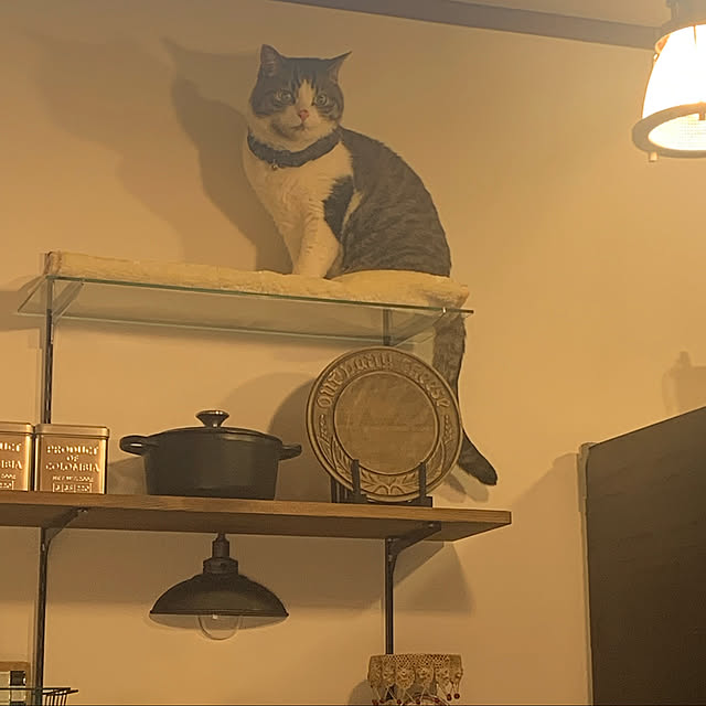 Rumiさんの実例写真