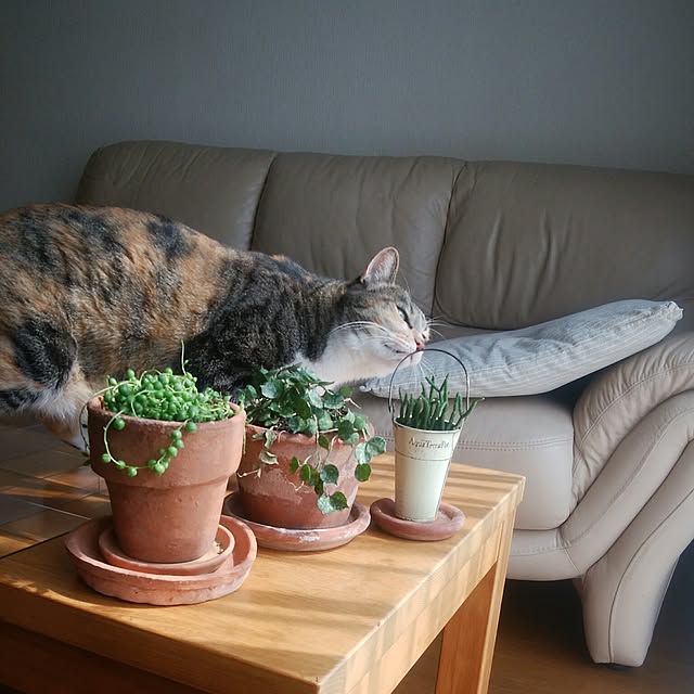 tomo1220さんの実例写真