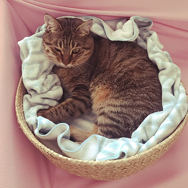 chamaさんの実例写真