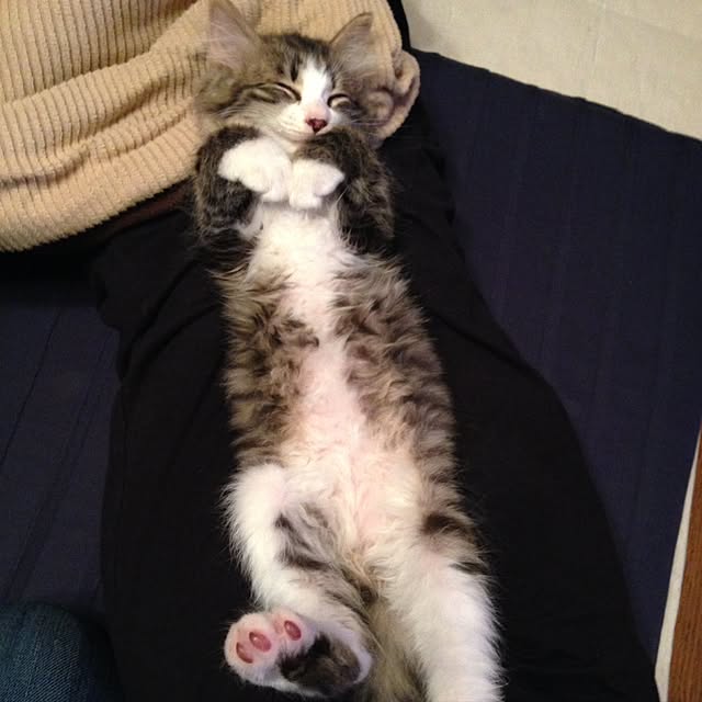 fuuさんの実例写真