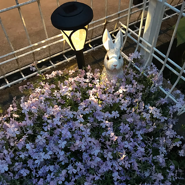 961chihuaさんの実例写真