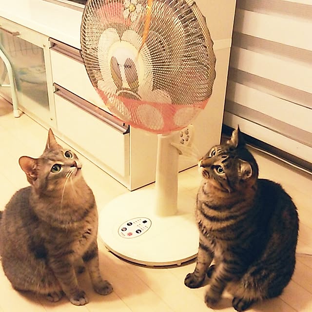 niko1225さんの実例写真
