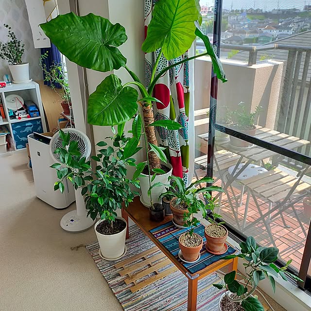 リビング/観葉植物のインテリア実例 - 2024-02-19 18:47:39