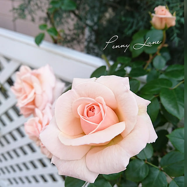 fleur-mamanさんの実例写真