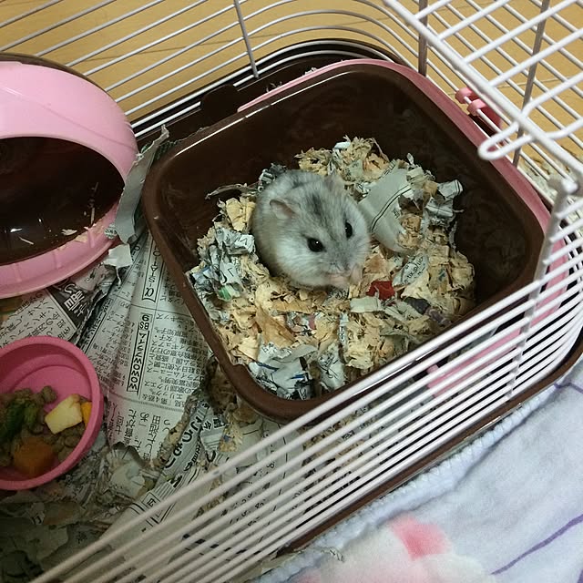 部屋全体のインテリア実例 - 2016-03-02 21:04:21