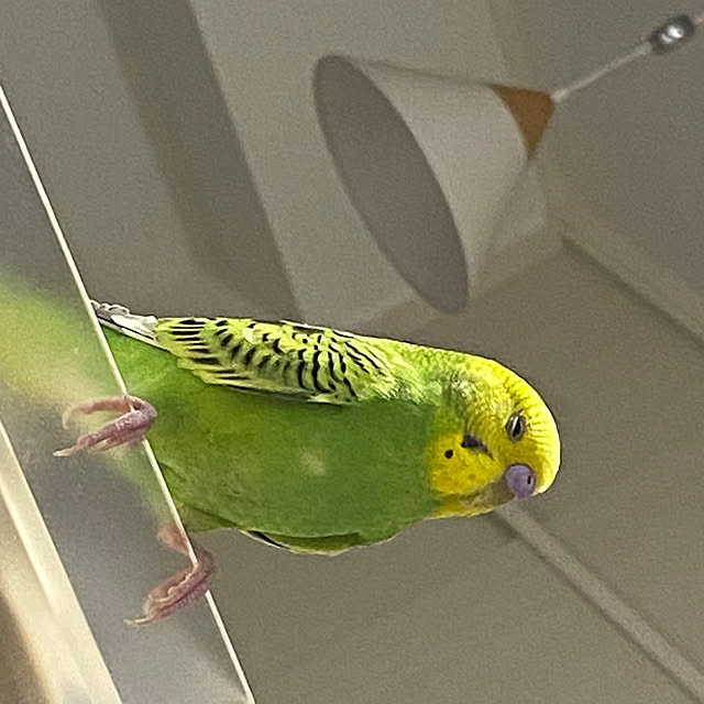 ohanaさんの実例写真