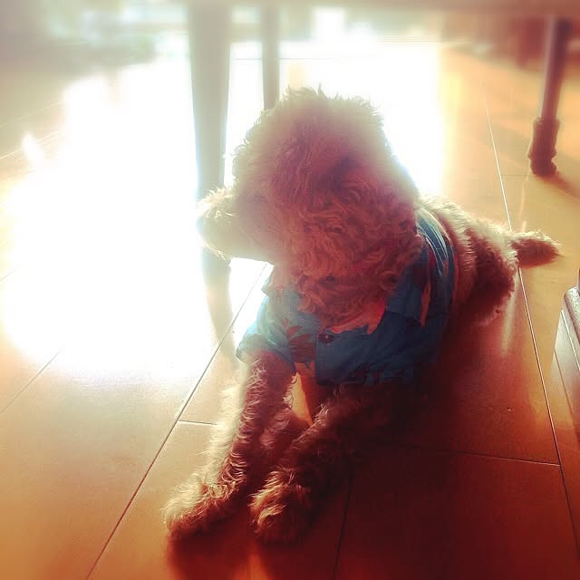 yさんの実例写真