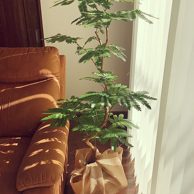 植物が好き/マナベインテリアハーツ家具/植物のある暮らし/モノトーン/観葉植物...などのインテリア実例 - 2021-08-27 23:38:37