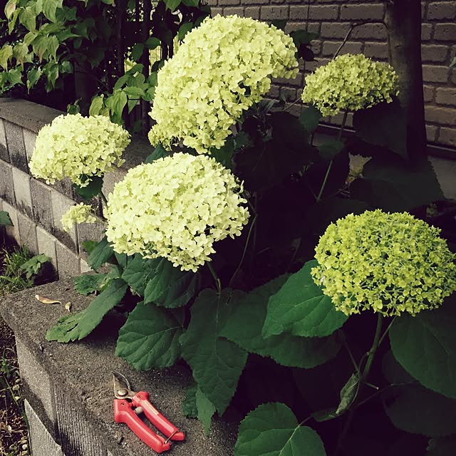 mihoさんの実例写真