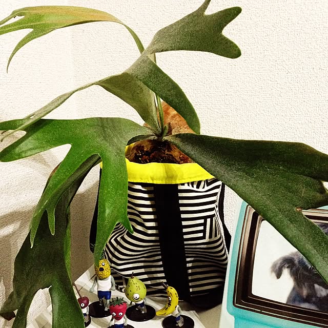 co-hi-yoさんの実例写真