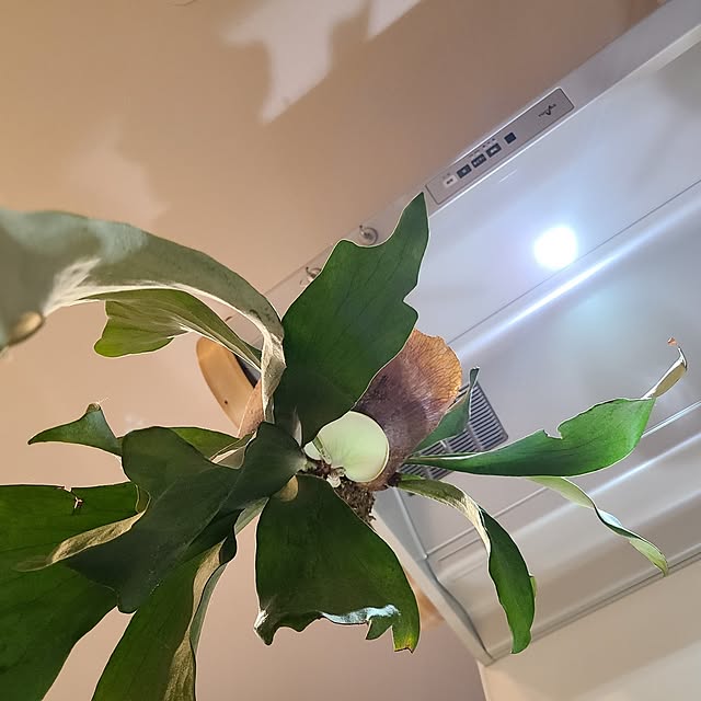 Rubiconさんの部屋