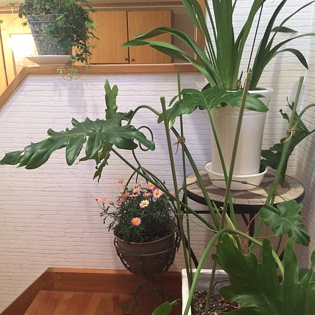 sakuranさんの実例写真