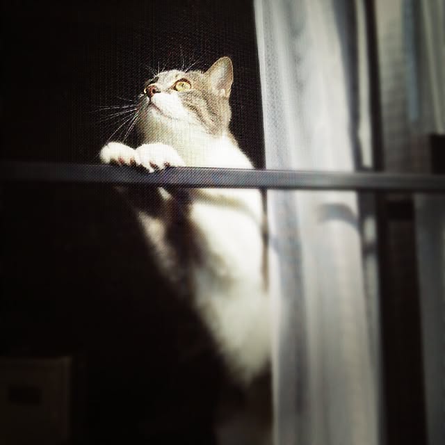 lovepandaさんの実例写真