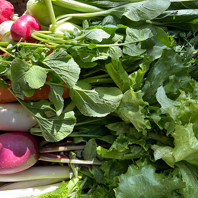 hatsugaさんの部屋