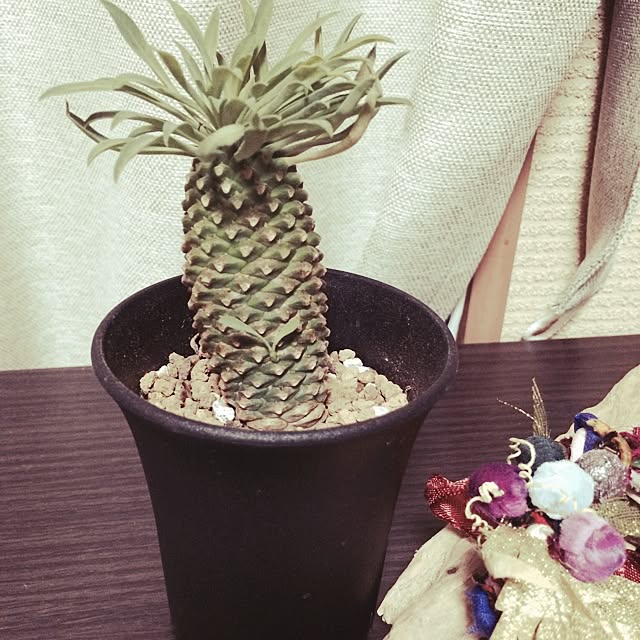 ayumi1028さんの実例写真
