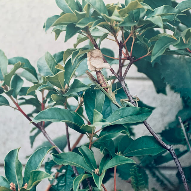 bluecosmosさんの実例写真
