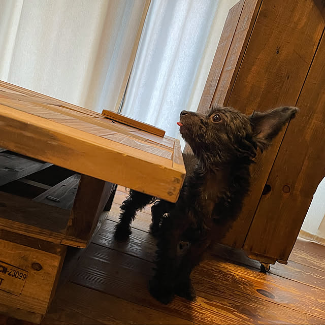 nonpiiiさんの実例写真