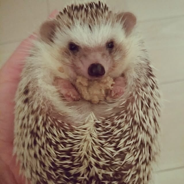 kuruさんの実例写真