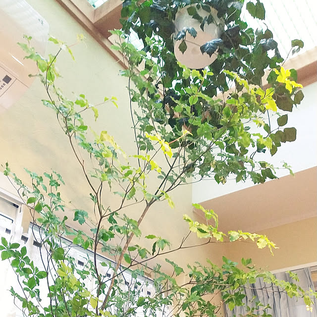 mahalo-moanalani0816さんの実例写真