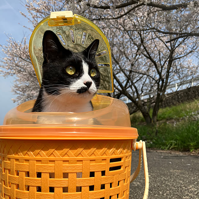 nekoさんの実例写真