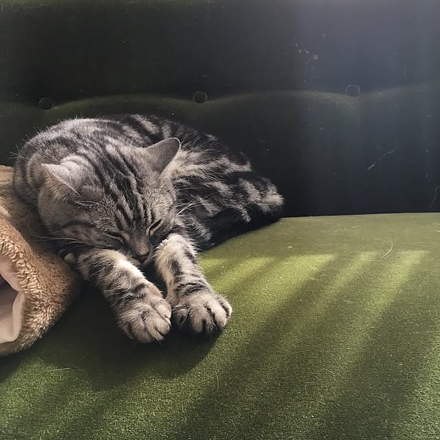 mikomaruさんの実例写真