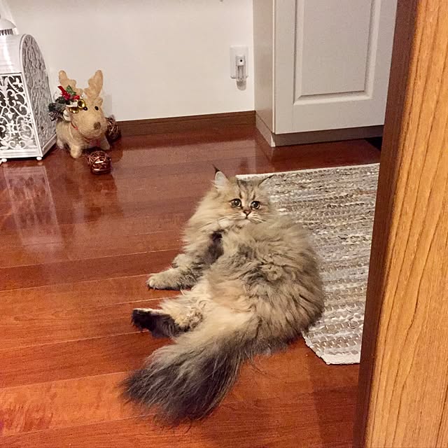 butachanさんの実例写真