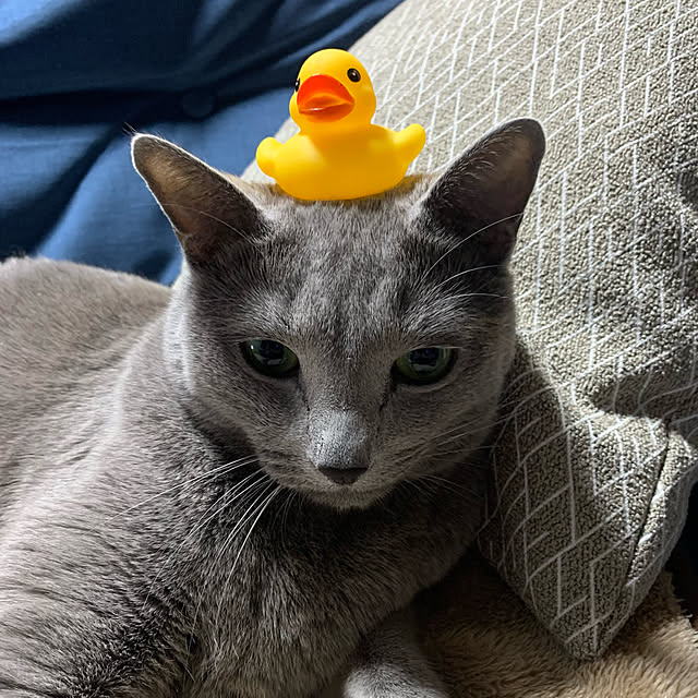 sayuuuさんの実例写真