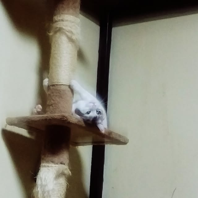 catLoverさんの実例写真