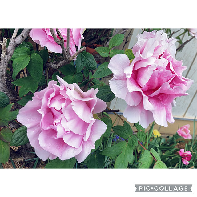 CoCo0617さんの部屋