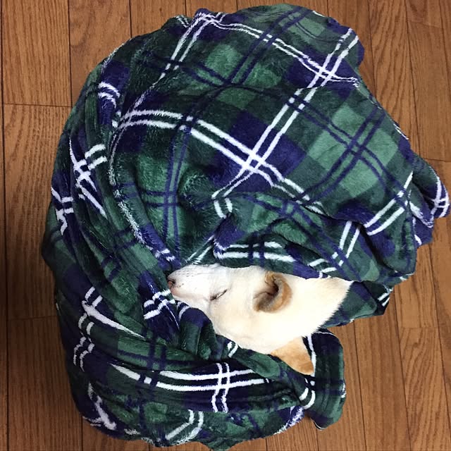 littleさんの実例写真