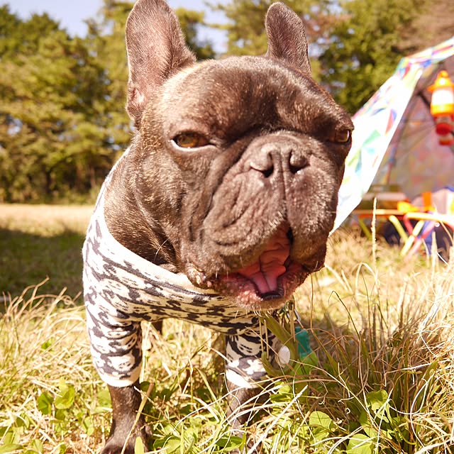 実例写真