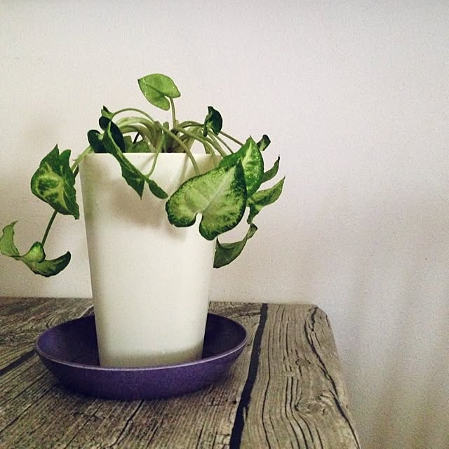 tataの-（観葉植物）ミニ観葉　オアシス苗　シンゴニウム　ホワイトバタフライ（1苗）の家具・インテリア写真