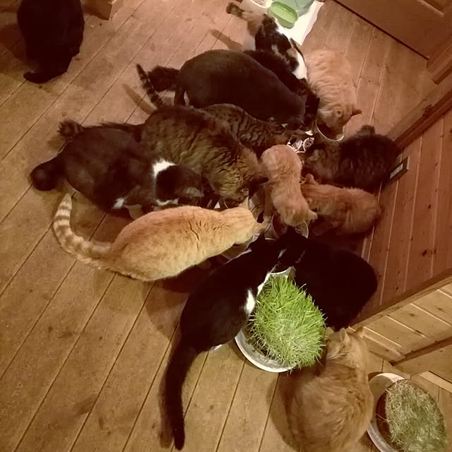 Maki-nekomamireさんの実例写真