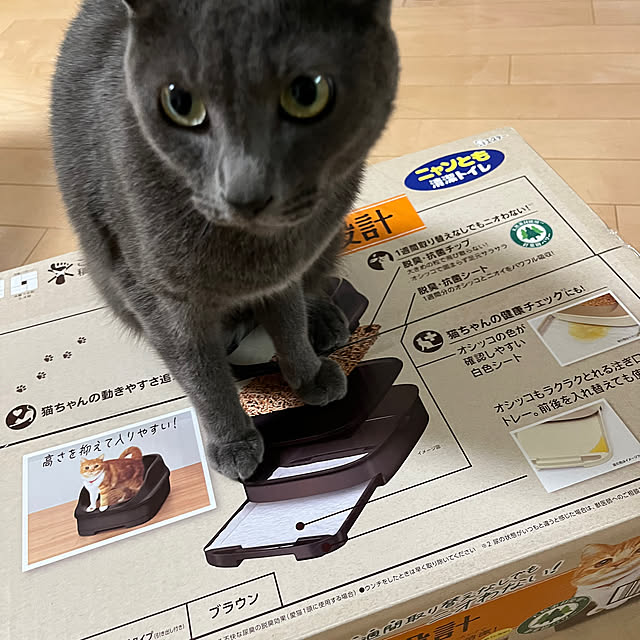 nekoさんの実例写真