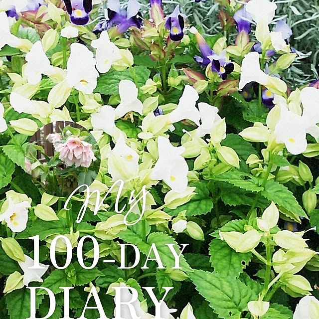 VIORAさんの実例写真