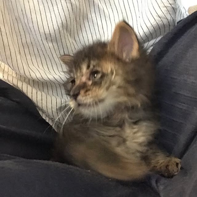 miruさんの実例写真