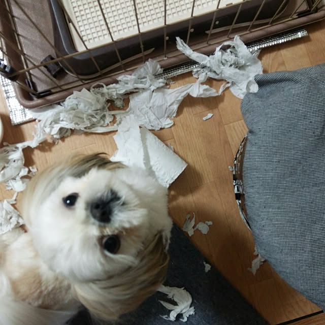 Reiさんの実例写真
