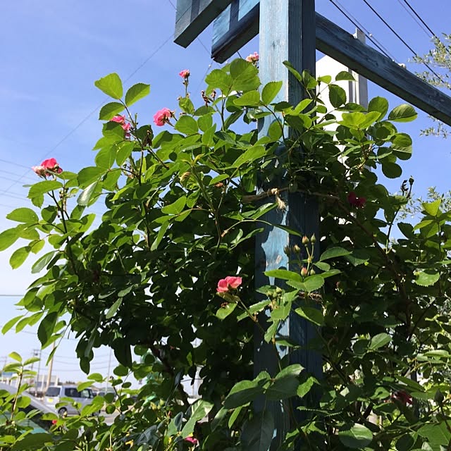 Shihoさんの実例写真