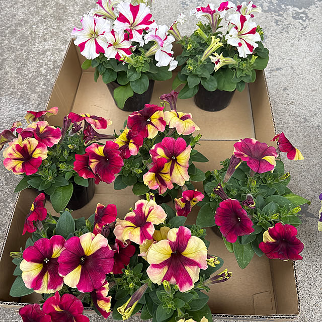 vanity.39さんの実例写真