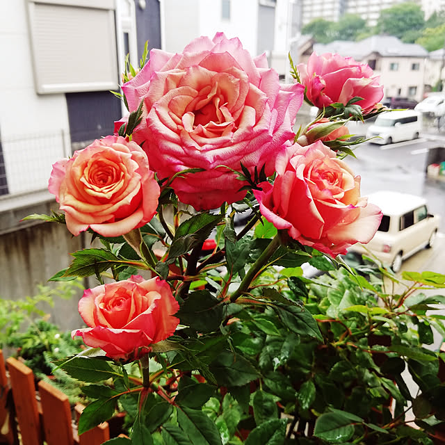 kazuさんの実例写真