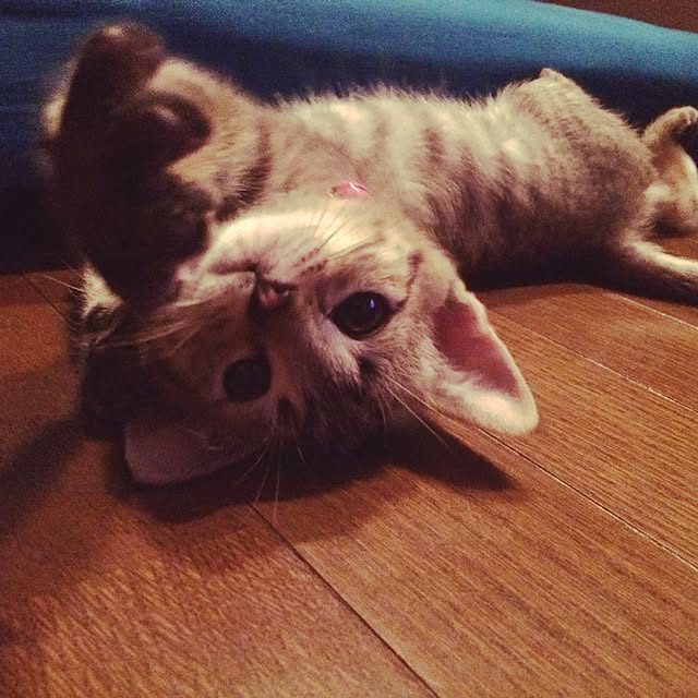 ayaさんの実例写真