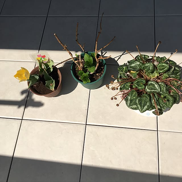 cantikさんの実例写真